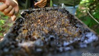 Bahkan sarang, pot madu dan pot pollennya adalah raw propolis yang memiliki harga cukup menjanjikan di pasarnya. Madu jenis ini juga dipercaya relatif lebih mudah diternak dan memberi manfaat besar bagi kesehatan.  