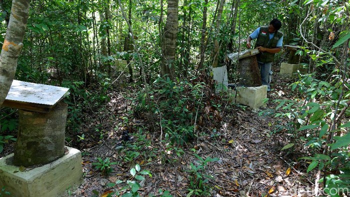 Melihat Budi Daya Madu Lebah Trigona yang Cuan & Ramah Lingkungan Madu dari lebah Trigona memiliki banyak keunggulan, antara lain memiliki asam organik, zat fitokimia dan asam glukonat yang lebih banyak dibandingkan madu lebah pada umumnya.
Tak heran, kini semakin banyak yang membudidayakannya. Selain itu, lebah jenis ini juga menghasilkan propolis dan pollen dengan jumlah yang jauh lebih besar.