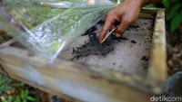 Di hutan hasil reklamasi dari penambangan timah ini sudah ada puluhan sarang madu lebah trigona dari Kelompok Tani yang menjadi binaannya PT Timah. Biasanya dari satu kotak koloni lebah Trigona ini bisa menghasilkan setengah liter madu dan bisa dipanen dua kali dalam satu bulan.