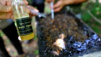 Membudi dayakan trigona sendiri mendapat manfaat di antaranya manfaat ekologis, membantu proses penyerbukan tanaman sekaligus menjadi pakan. Tak heran budi daya ini juga diklaim lebih peduli dengan lingkungan (penghijauan). Karena lebah ini juga rentan dengan kondisi lingkungan yang tidak baik.  