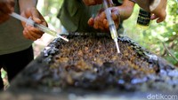 Budi daya madu lebah trigona ini bisa menjadi pemasukan ekonomi tambahan. Terlebih cara membudi dayakannya pun tak membutuhkan banyak waktu.