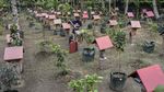 Meraup Untung Lewat Budidaya Madu Teuweul