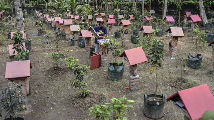 Meraup Untung Lewat Budidaya Madu Teuweul Kelompok Banyu Metu di Kabupaten Pangandaran membudidayakan ribuan koloni teuweul. Lewat budidaya ini warga dapat raup untung mencapai Rp 300 ribu per kilogram.