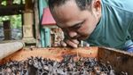 Meraup Untung Lewat Budidaya Madu Teuweul