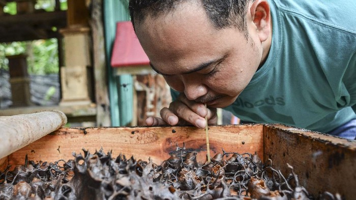Meraup Untung Lewat Budidaya Madu Teuweul Kelompok Banyu Metu di Kabupaten Pangandaran membudidayakan ribuan koloni teuweul. Lewat budidaya ini warga dapat raup untung mencapai Rp 300 ribu per kilogram.