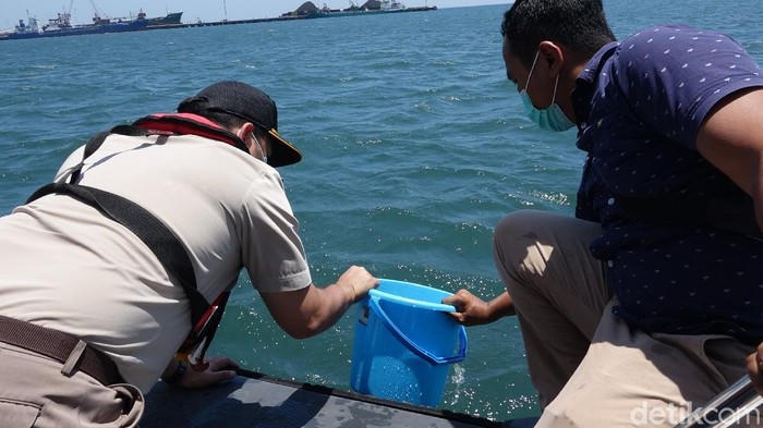Sebanyak 37.846 baby lobster jenis pasir dan mutiara dilepasliarkan di perairan pantai utara Probolinggo. Ini hasil sitaan Ditpolairud Polda Jatim.