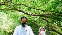 Jokowi dan Iriana berjalan kaki di atas jembatan kayu menelusuri kawasan hutan mangrove sejauh 500 meter hingga menara pandang. (Foto: Biro Pers Sekretariat Presiden)