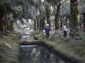 Sssst... Ada Industri Sawit Mau Melantai di Bursa, Kepoin Prospeknya