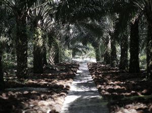 Makin Mesra! RI-Malaysia Lanjutkan Kerja Sama di Bidang Kelapa Sawit