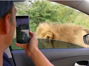 Menantang Maut, Turis Ini Buka Kaca Mobil Biar Bisa Tatap Mata Singa