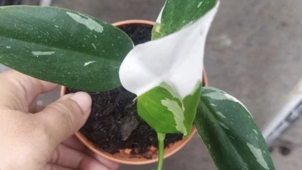 Tanaman Hias Philodendron white knight (Tokopedia) Tanaman Hias Philodendron white knight (Tokopedia)