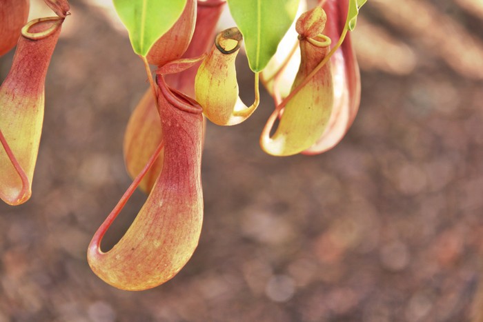 HDR photograph of some pitchers from a tropical pitcher plant. I believe this may be Nepenthes ventrata (ventricosa and alata hybrid).
