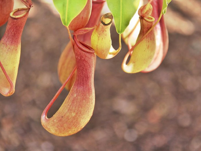 HDR photograph of some pitchers from a tropical pitcher plant. I believe this may be Nepenthes ventrata (ventricosa and alata hybrid).