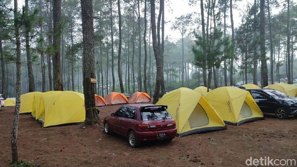 Jika Anda ingin berkemah namun tak mau ribet, nampaknya camping ground Cozy Land bisa jadi pilihan. Cozy Land menawarkan wisata alam dengan suasana sejuk deretan pohon pinus. (Whisnu Pradana/detikTravel)