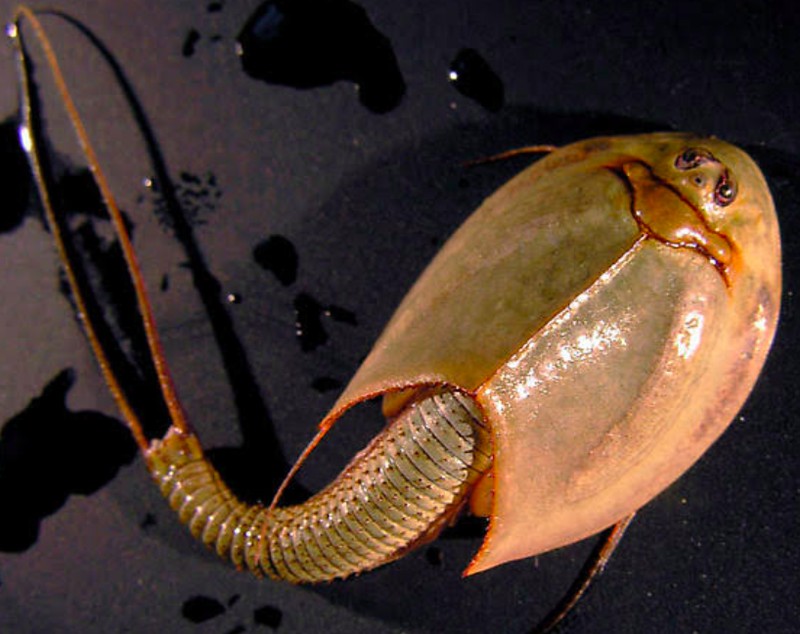 triops