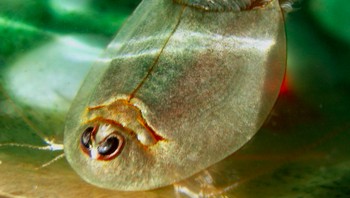 Rupanya, ada juga jenis triops yang dipelihara. Telur-telur triops banyak dijual di beberapa toko online luar negeri maupun Indonesia. Foto: Wikiwand