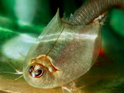 Triops, Hewan Mata Tiga dari Zaman Dahulu Kala yang Kini Dipelihara