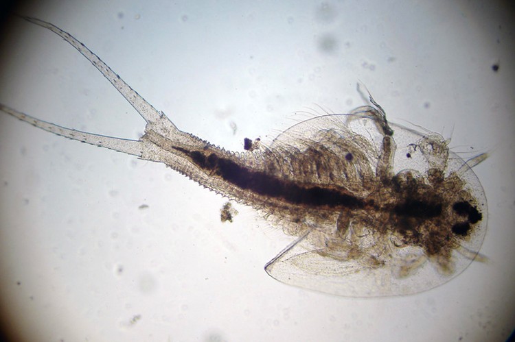 triops triops