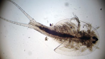 Telur tersebut nantinya dimasukkan ke dalam aquarium berisi air, diaduk-aduk dan tunggu hingga menetas. Telur triops akan menetas dalam waktu 24 jam, dan triops bisa diberi makan cacing darah. Foto: Wikiwand