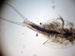 Triops, Hewan Mata Tiga dari Zaman Dahulu Kala yang Kini Dipelihara