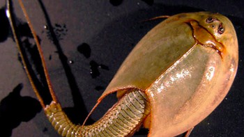 Triops sejatinya adalah binatang sejenis udang yang hidup di air tawar dan lahir dari telur-telur kecil. Foto: Wikiwand