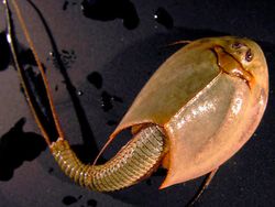 Triops, Hewan Mata Tiga dari Zaman Dahulu Kala yang Kini Dipelihara