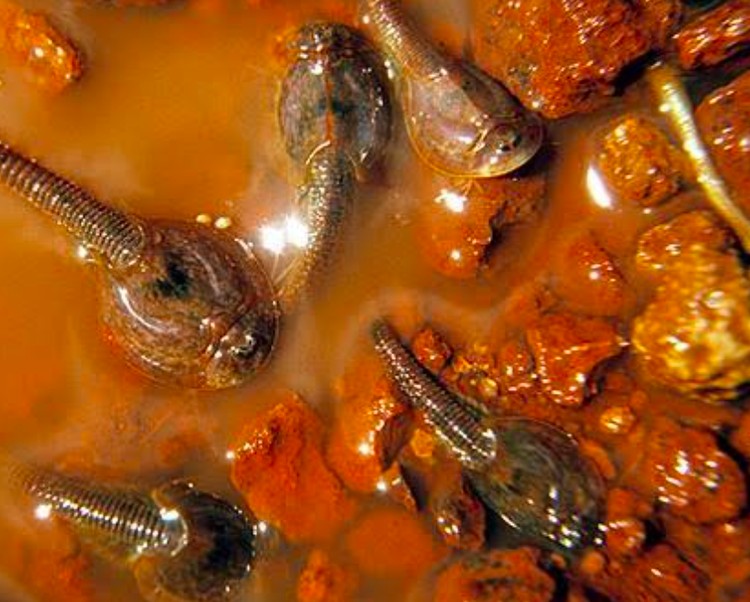 triops triops