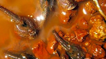 Mereka biasa hidup di kolam atau genangan berair tawar dan tempat-tempat lain yang cukup tinggi datarannya. Foto: Wikiwand