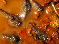 Triops, Hewan Mata Tiga dari Zaman Dahulu Kala yang Kini Dipelihara