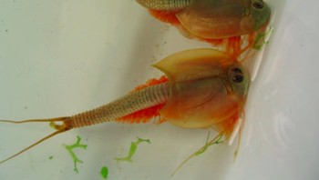 Boleh dibilang, triops adalah fosil yang hidup karena penampilan luarnya tidak banyak berubah sejak periode Trias, sejak sekitar 200-350 juta tahun yang lalu. Foto: Wikiwand