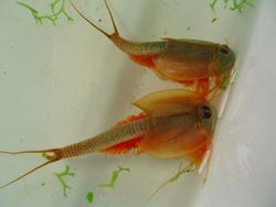 Triops, Hewan Mata Tiga dari Zaman Dahulu Kala yang Kini Dipelihara