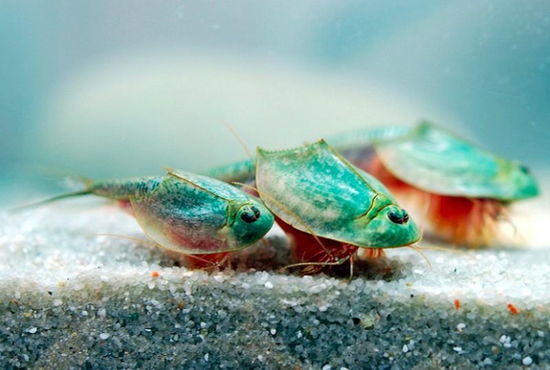triops