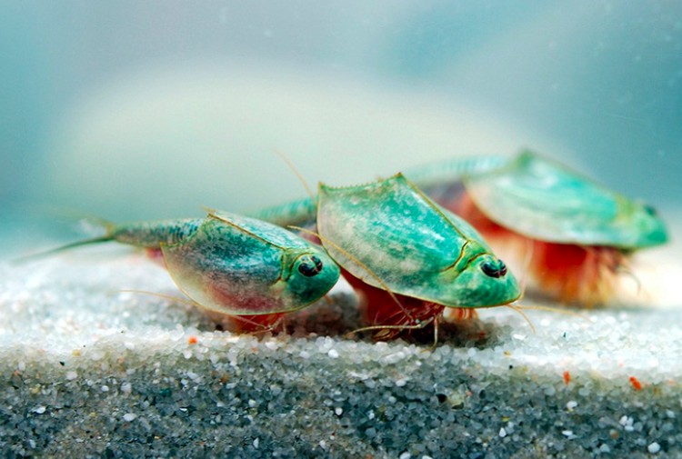 triops triops