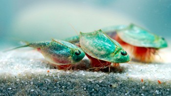 Nama triops berasal dari bahasa Yunani, yang artinya tiga mata. Hewan ini diklasifikasikan sebagai krustasea (crustacea) atau hewan air yang berkulit keras. Foto: Wikiwand