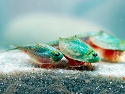 Triops, Hewan Mata Tiga dari Zaman Dahulu Kala yang Kini Dipelihara