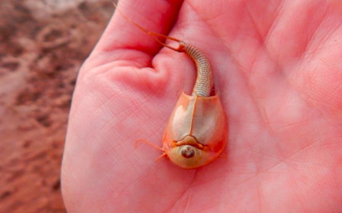 triops