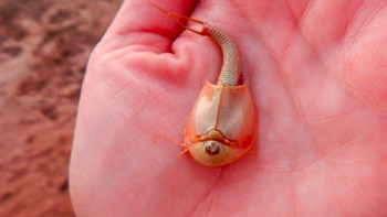 Hewan ini masuk ke dalam genus krustasea kecil dalam ordo Notostraca. Mereka hidup di kolam musim semi di Afrika, Australia, Asia, Amerika Selatan, Eropa, dan beberapa bagian Amerika Utara. Foto: Wupatki National Monument 