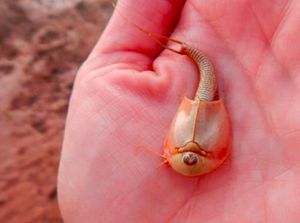 Udang Kecebong yang Umurnya Bisa Capai 2,5 Abad