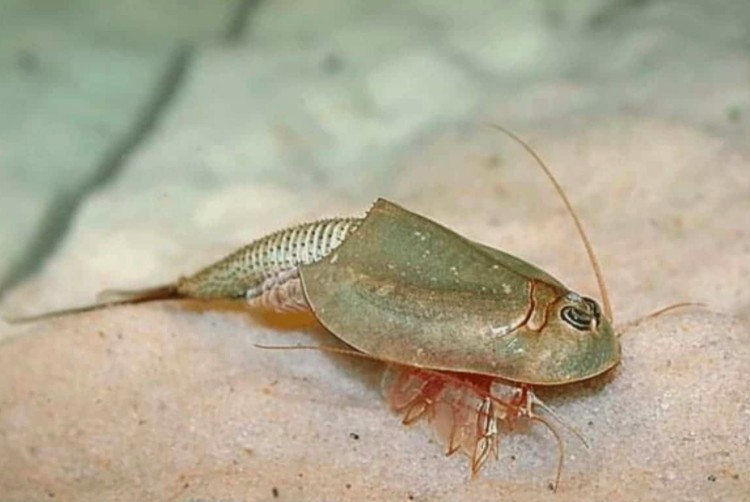 triops triops