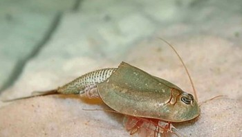 Bentuk fisik triops seperti bentuk trilobites (jenis antropoda laut). Walaupun mirip, triops berbeda dengan trilobites. Masa hidup triops biasanya antara 1-3 bulan, dan mempunyai panjang tubuh 5cm. Foto: Wikiwand