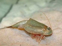 Triops, Hewan Mata Tiga dari Zaman Dahulu Kala yang Kini Dipelihara