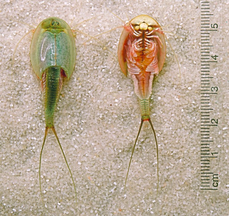 triops triops