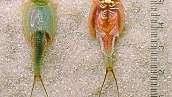 Umur triops yang pendek juga dikarenakan di alam liar, triops biasa tinggal di kolam atau genangan air yang biasanya cepat mengering. Namun sebelum benar-benar kering, triops akan bertelur dan mengubur telur di dasar pasir atau tanah. Foto: Wikiwand