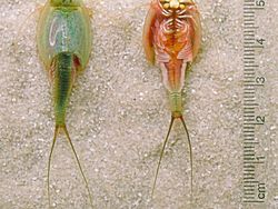 Triops, Hewan Mata Tiga dari Zaman Dahulu Kala yang Kini Dipelihara