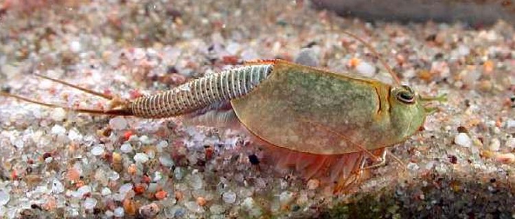 triops triops