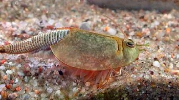 Uniknya, telur triops bisa di-pause ketika genangan air mulai kering. Telur-telur ini baru akan menetas bila hujan turun dan mulai membuat genangan air kembali. Foto: Wikiwand