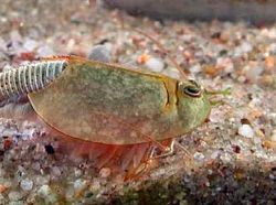 Triops, Hewan Mata Tiga dari Zaman Dahulu Kala yang Kini Dipelihara