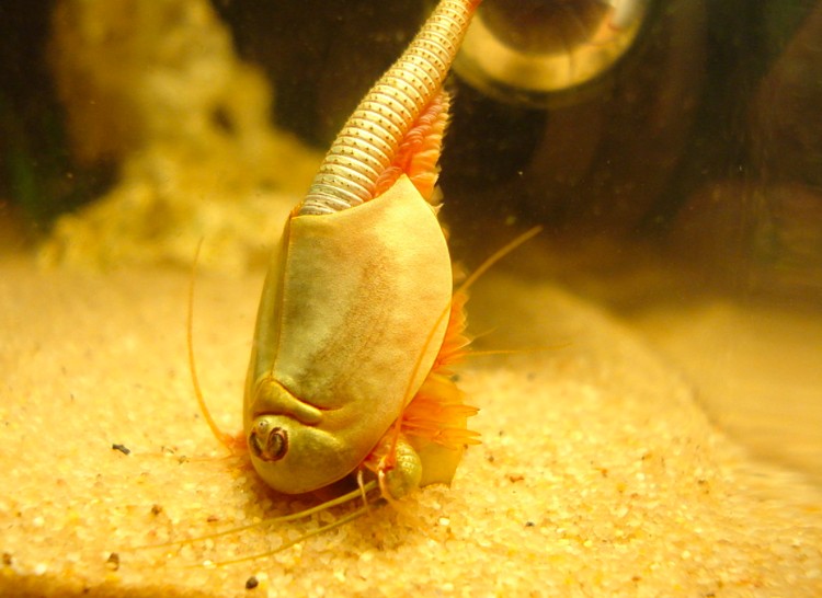 triops triops