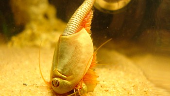 Bahkan, telur-telur triops bisa bertahan hingga 30 tahun tanpa air. Itulah kenapa triops bisa bertahan hidup hingga kini. Foto: Wikiwand