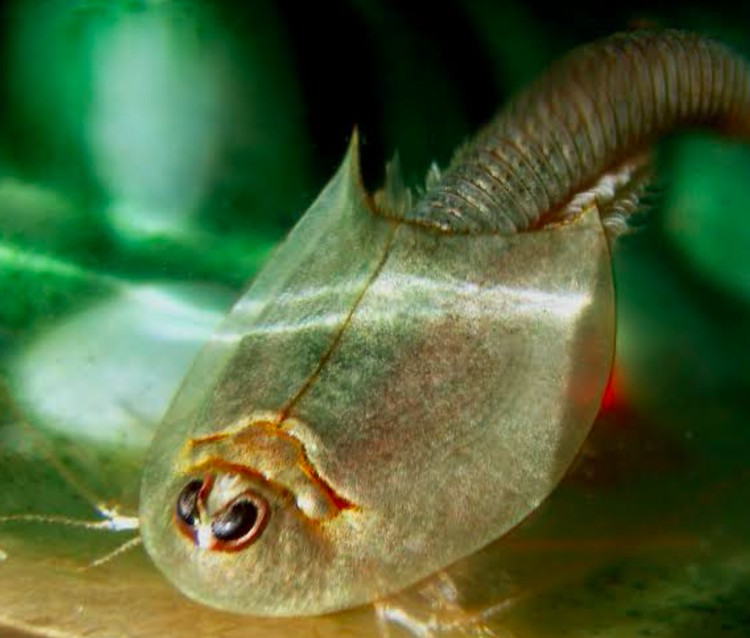 triops triops